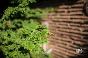 ::: Love Bokeh 散散惹人愛 [四] by DV :::