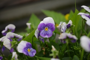 花花花