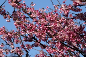 台北平等里 櫻花