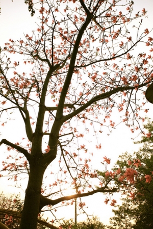 [彰化北斗] 河濱公園~香港櫻花