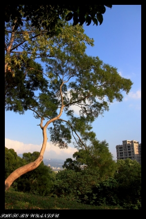 關渡忠義山亂拍