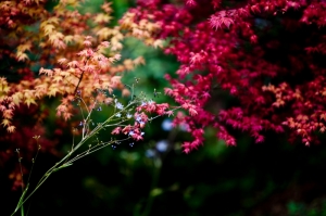 台北奧萬大 隨拍