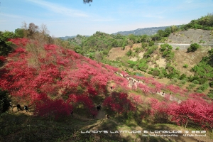 櫻花源記＠台中大坑濁水巷