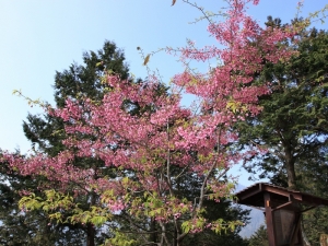 ☆ 阿里山遊記之櫻花篇 ☆