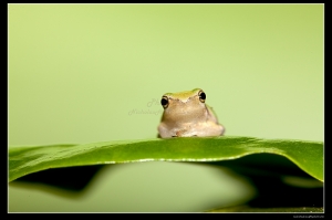 深深夜，青蛙拍