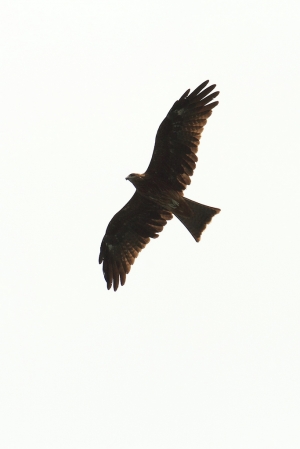 基隆港拍黑鳶