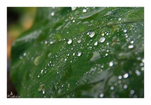 .        很害羞捏        . 狗宅