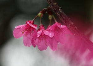 雨中山櫻 by 攝工