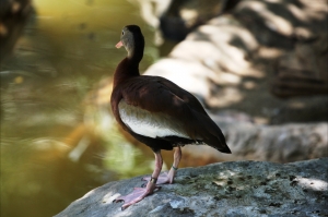 聖地亞哥 野生動物園 (第一次發帖)