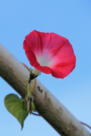 第一次見到紅色牽牛花