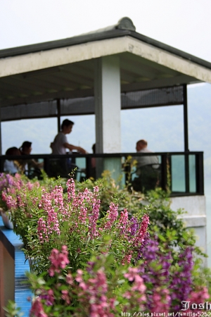 桃園富田農場散步賞花