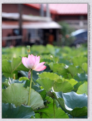 2010.06.19 早起的人兒有蓮拍之花況不佳