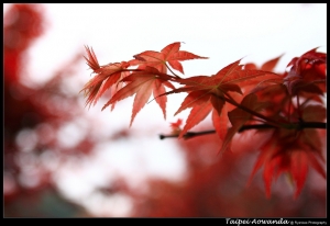 楓葉紅了-台北奧萬大