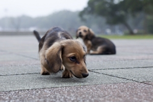 版上的寵物篇好像比較少