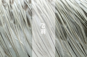 飞羽