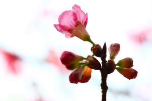 櫻花物語