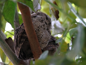 456打鳥記 - 可愛的領角鴞