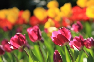 老梗之 桃源仙谷~舞動的色彩*