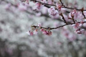 02-27 武陵初體驗