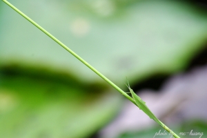 生態習拍12