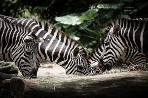 600D的謝幕--Singapore Zoo（新加坡動物園）