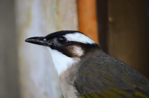 新手的鳥圖(11P)