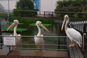 可愛大嘴鳥