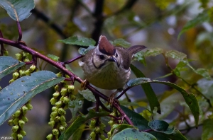 樹叢中的精靈-冠羽畫眉