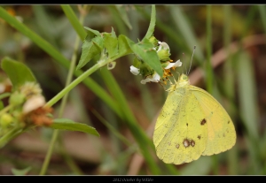 生態隨拍-彩蝶瀑布