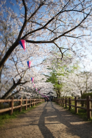 halo around the sakura