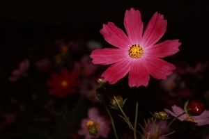 花花草草