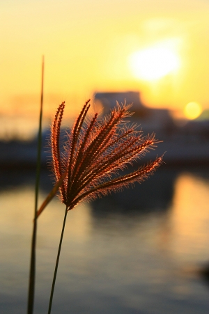 晨拍茄萣漁港PART2