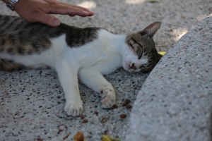 喵滿你的心－猴硐