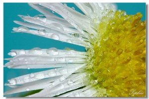[Focus stacking] part14