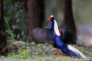 藍腹鷴觀察記錄（二）春情蕩漾的藍腹鷴公鳥