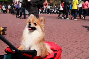 年節台南安平一日遊