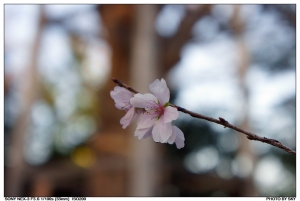 我在日本的日子-犬山城(下)