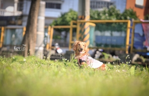 【我的毛小孩】