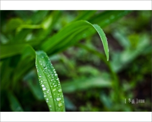 ::: Waterdrops 水滴 by DV :::