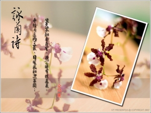 文心蘭後製的圖