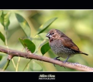 好久沒發帖了 ~Allen~