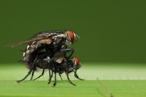 [5D II] 蟲蟲微距 - 第四頁有新圖哦.