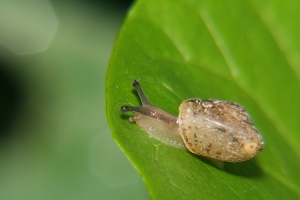 我家旁邊的菜園