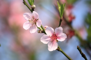 淡水滬尾櫻花大道