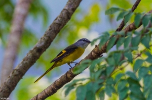 福山紅山椒母鳥
