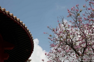 1010317澄清湖羊蹄甲