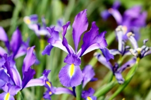 [60D]彩攝糖花博團之小小花