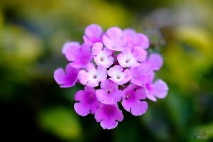 幸運草?！[彩攝糖]