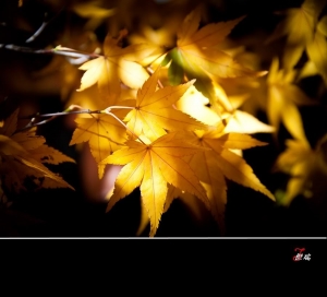 ~秋楓~