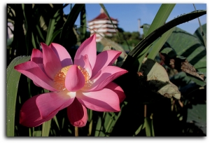 新手習拍(武功巷裡的荷花)